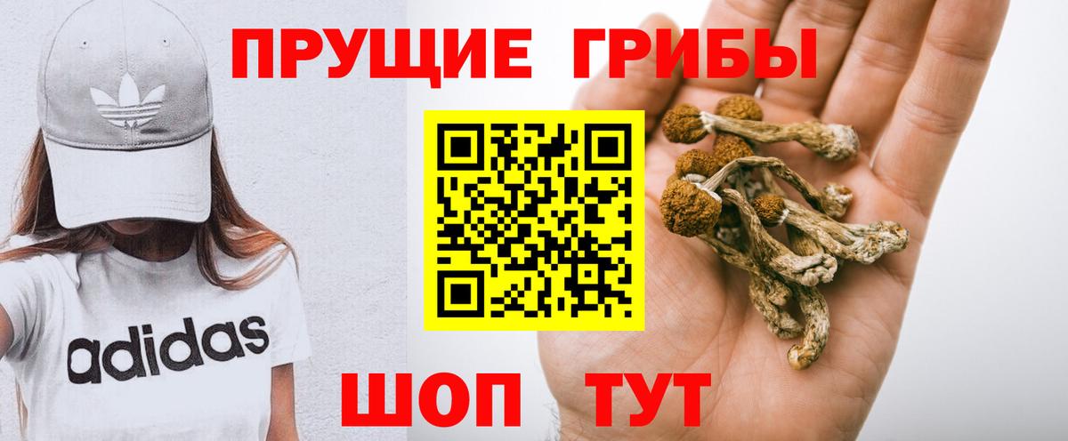 Псилоцибиновые грибы Psilocybe Городец